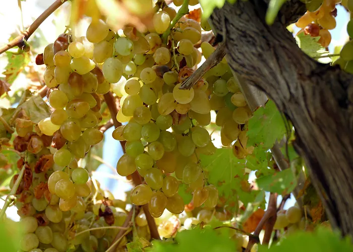 Martinovic Lägenhet Dubrovnik
