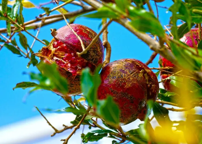 Martinovic Lägenhet